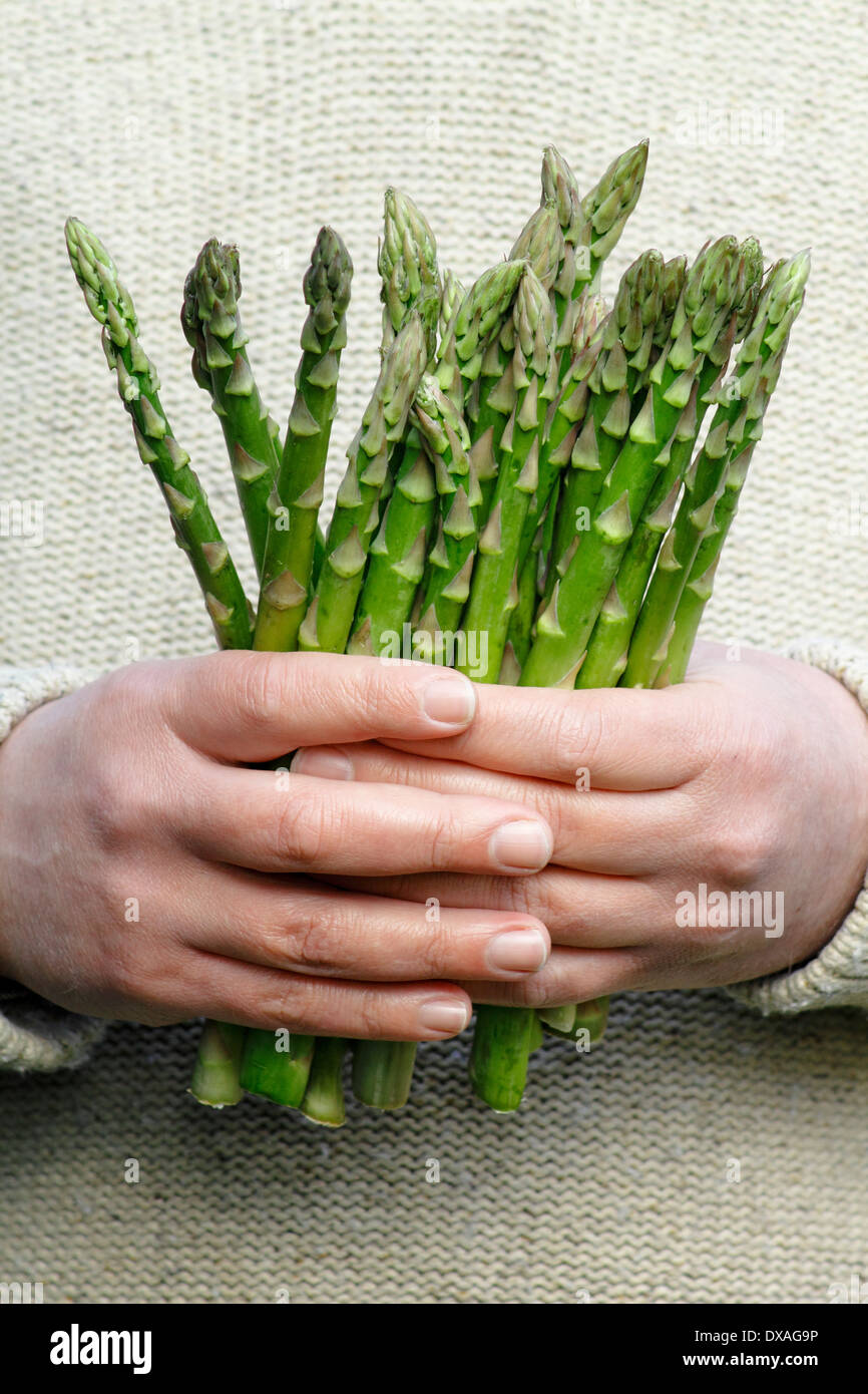 Man holding fresh green asparagus (Asparagus officinalis) spears in a garden, UK Stock Photo Alamy