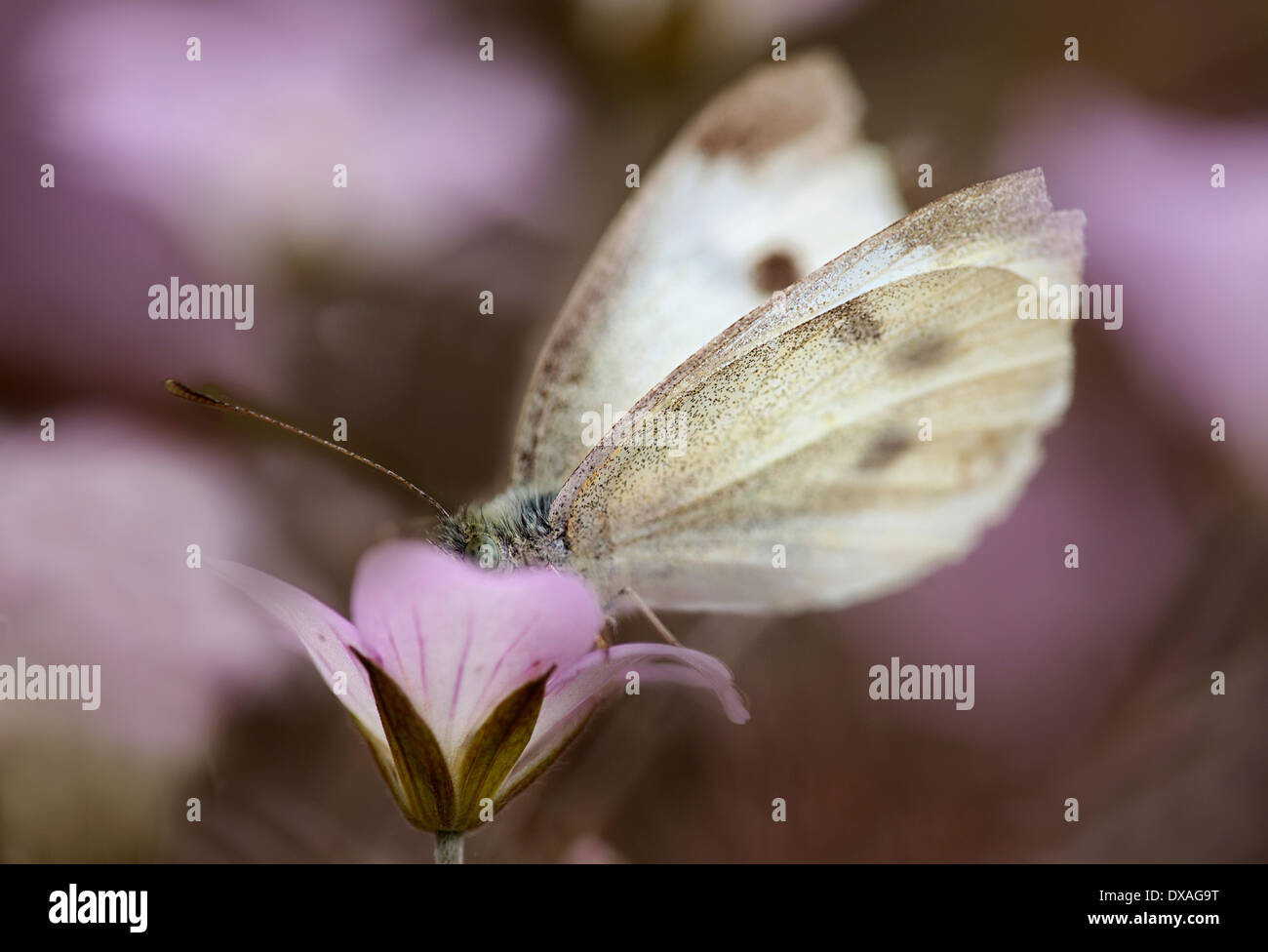 Geranium 'Dusky Rose' with a white butterfly on it. Stock Photo