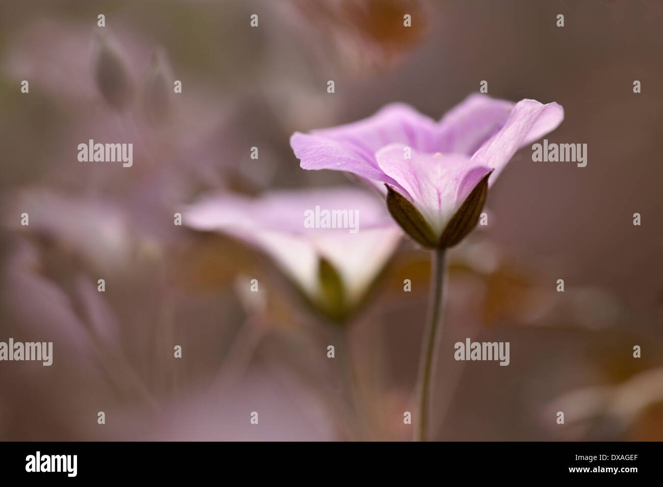 Geranium 'Dusky Rose' with a second one just behind. Stock Photo
