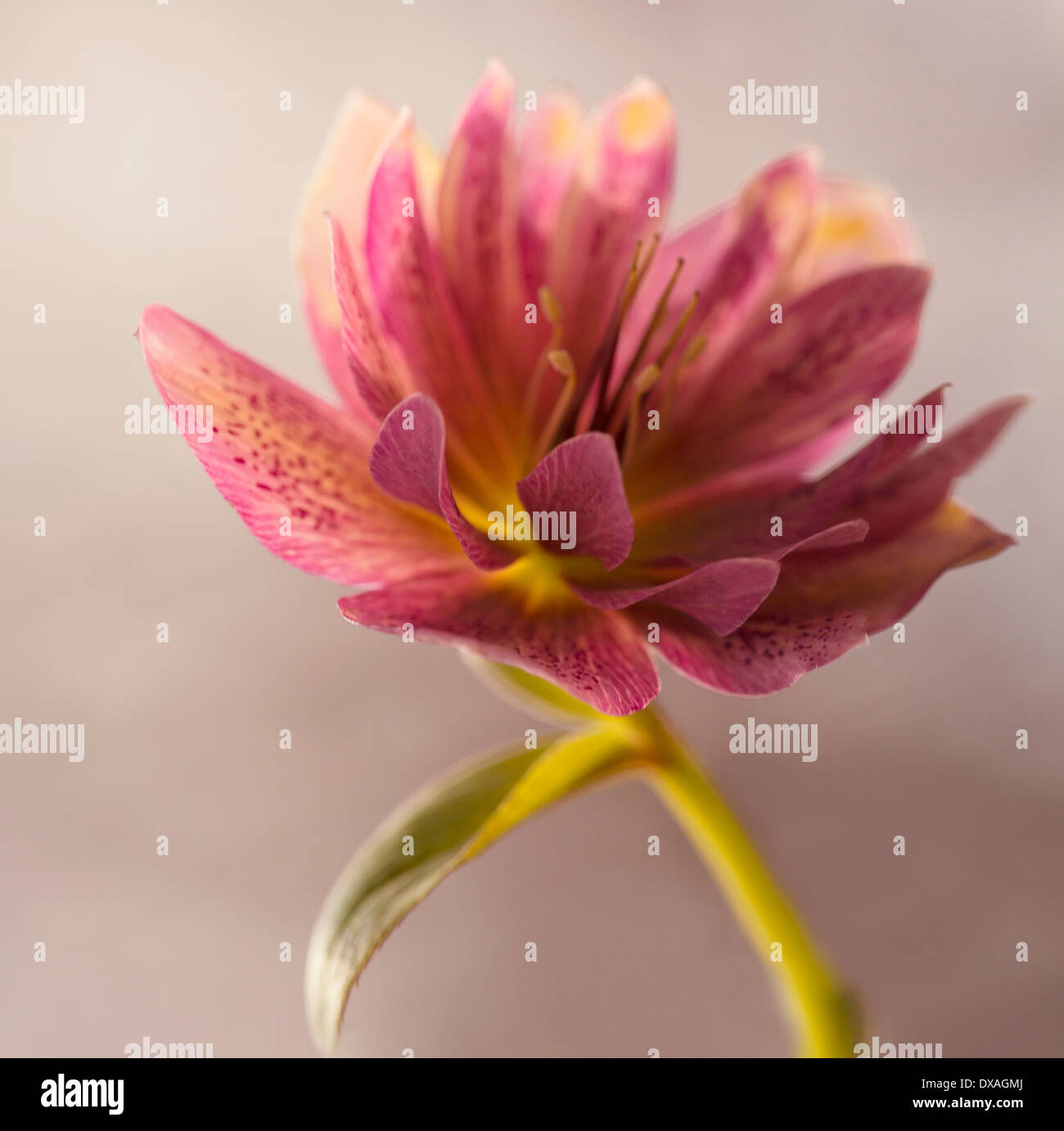 Hellebore, Helleborus x hybridus 'Double Ellen Red', backlit showing mottling on the petals. Stock Photo