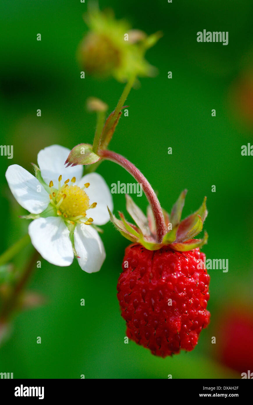 Wild Strawberry Stock Photo