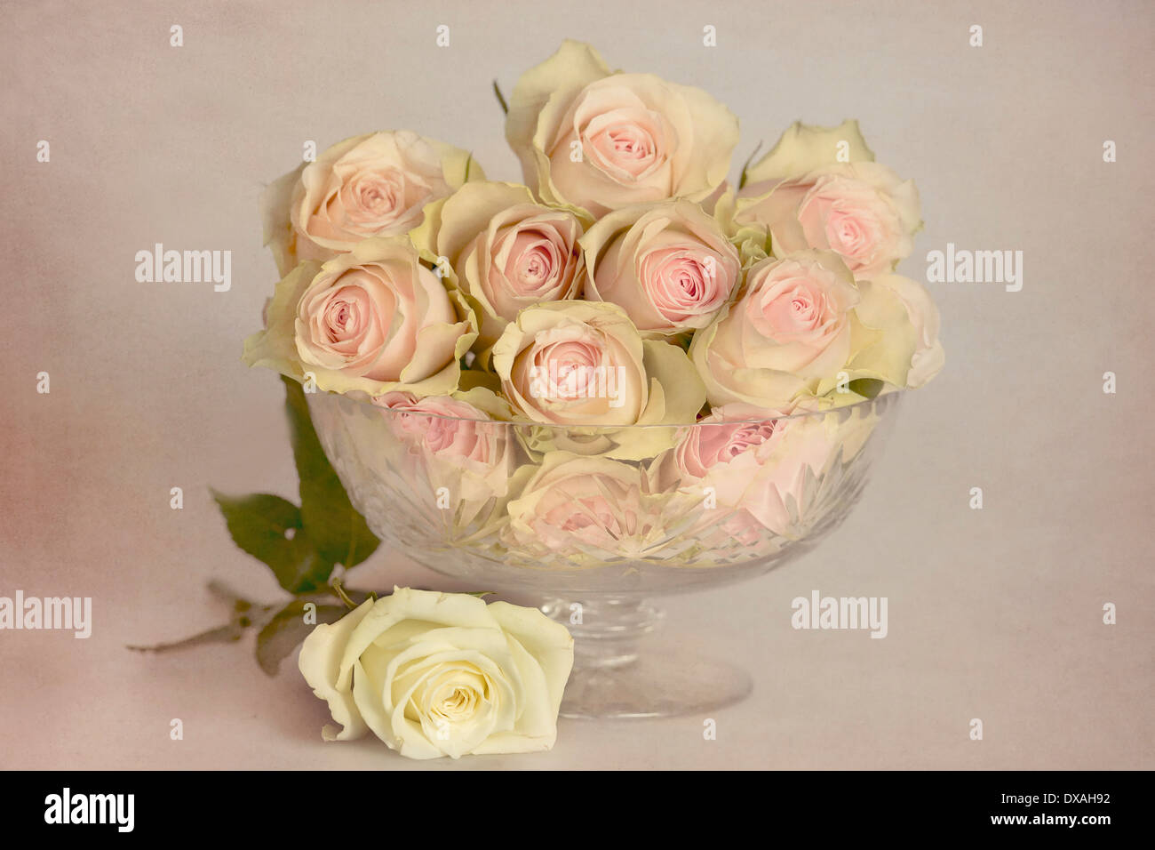 Rode Rosa glass bowl of pink flowers with a white rose laid beneath on a  textured painterly mottled background giving a Stock Photo - Alamy