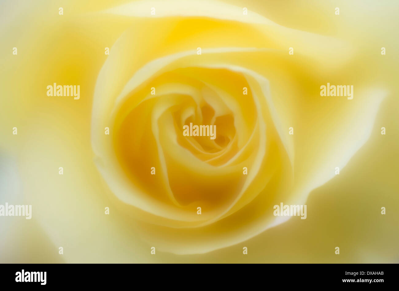 Peace rose hi-res stock photography and images - Alamy