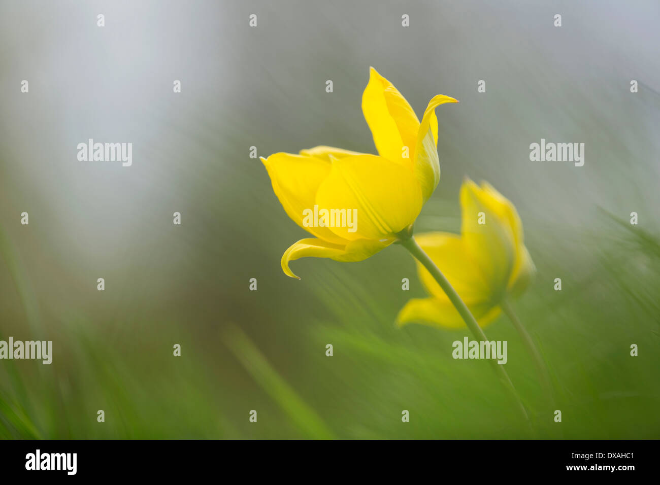 Tulipa sylvestris wild flowers hi-res stock photography and images - Alamy
