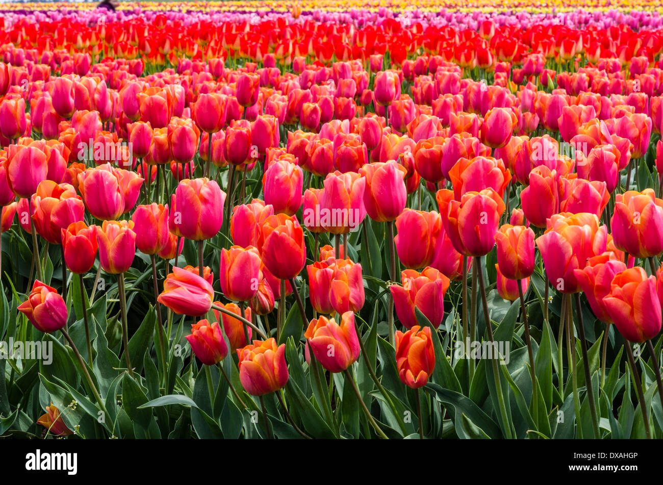 Rows of tulips in full bloom at a tulip farm. Annual tulip festival ...