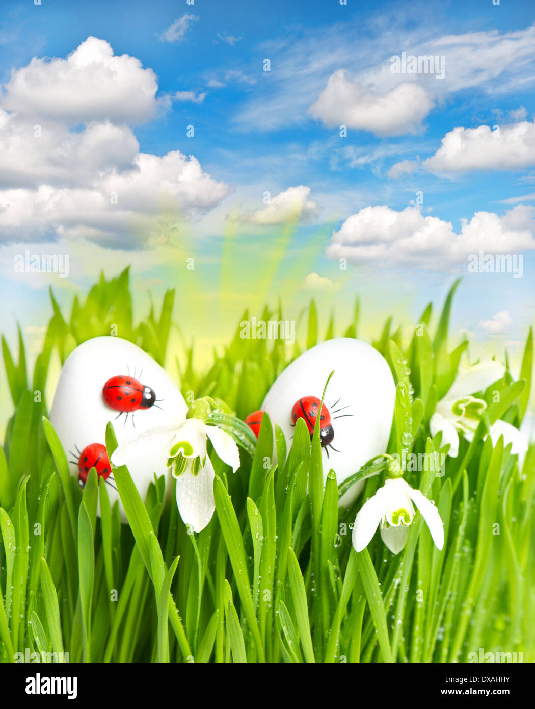 fresh green grass with easter eggs over sunny blue sky Stock Photo - Alamy