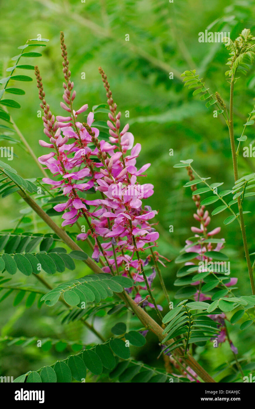 Himalayan Indigo Stock Photo