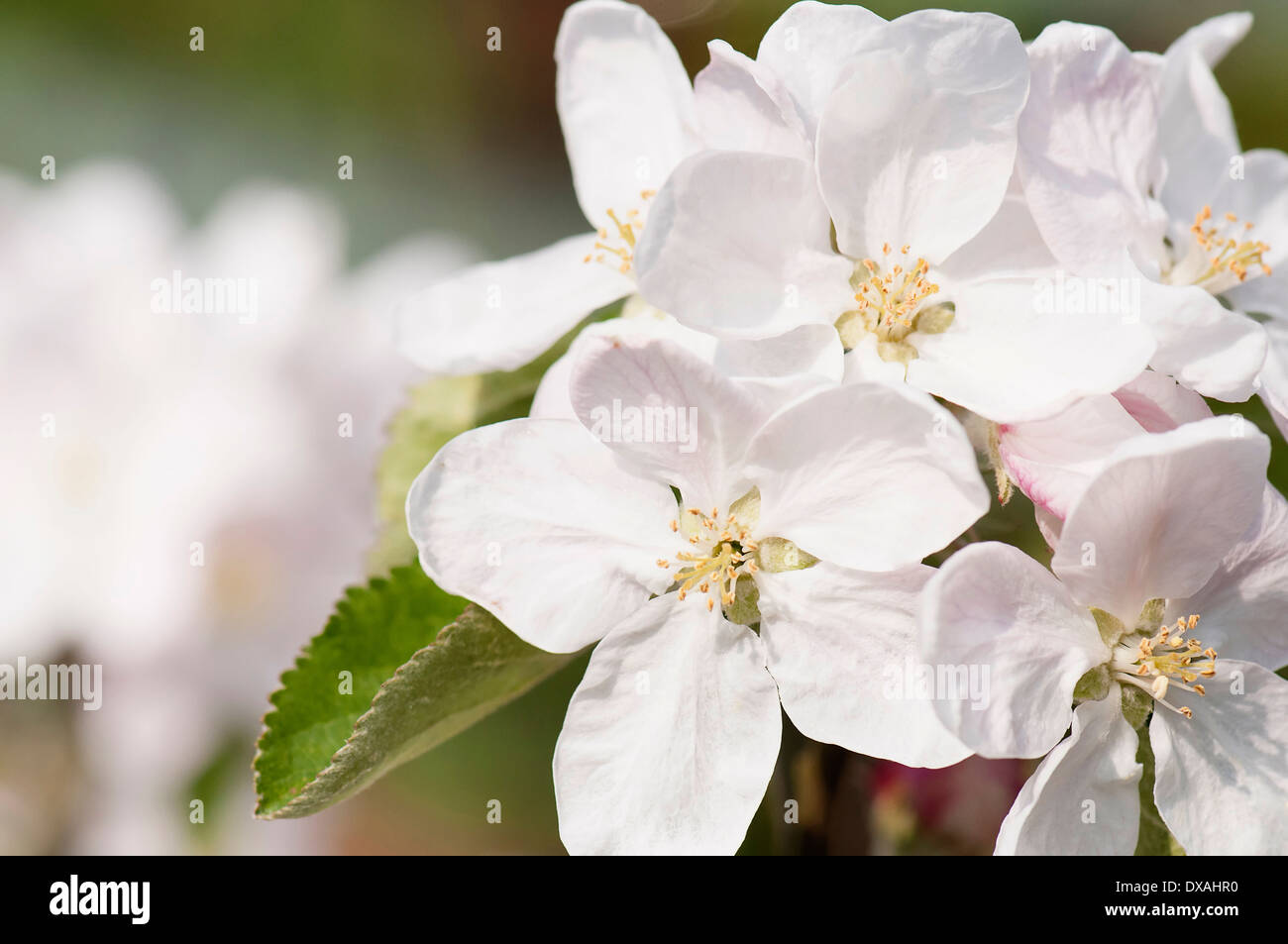 Apple, Malus domestica 'Fiesta', blossoms in flower. Stock Photo