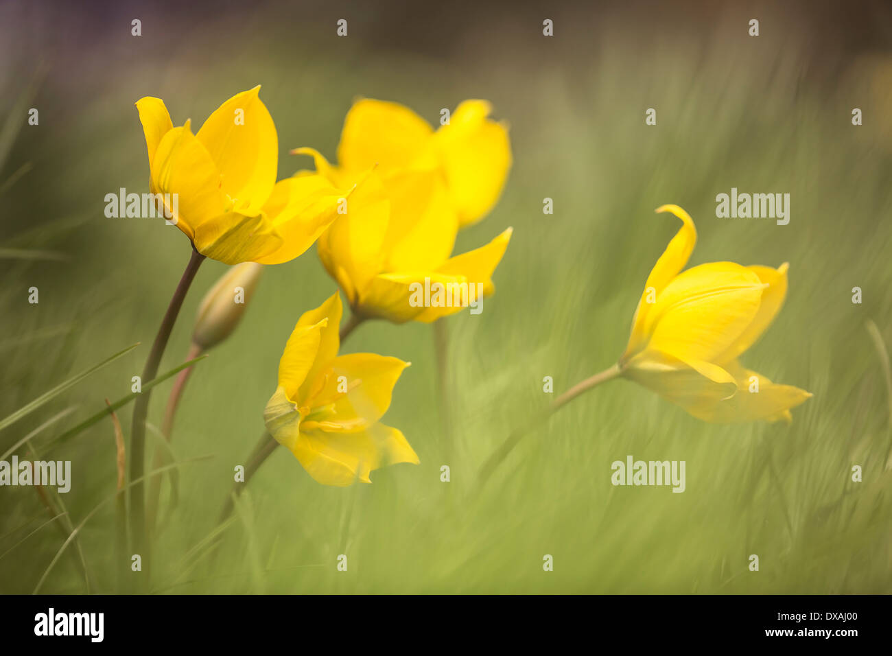 Tulipa sylvestris wild flowers hi-res stock photography and images - Alamy
