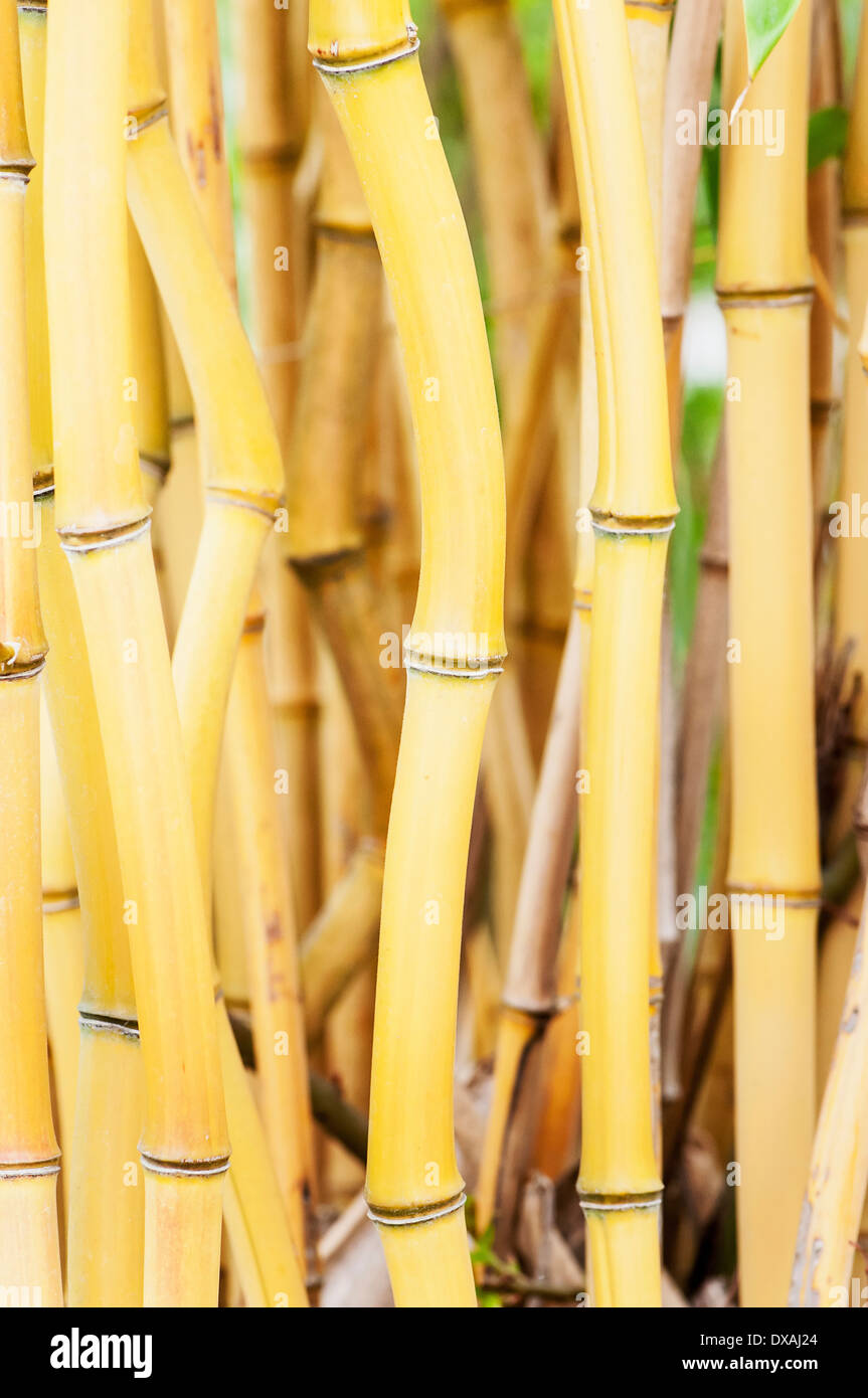 Bamboo , Yellowgroove bamboo, Phyllostachys aureosulcata, side view