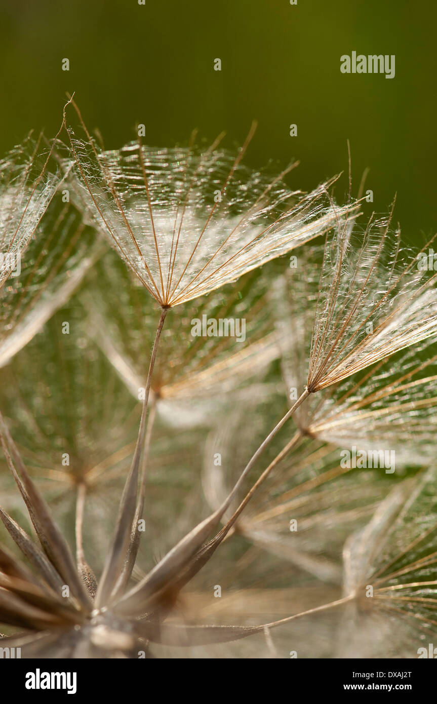 Goat's beard, Tragopogon pratensis, close up showing the delicate pattern. Stock Photo