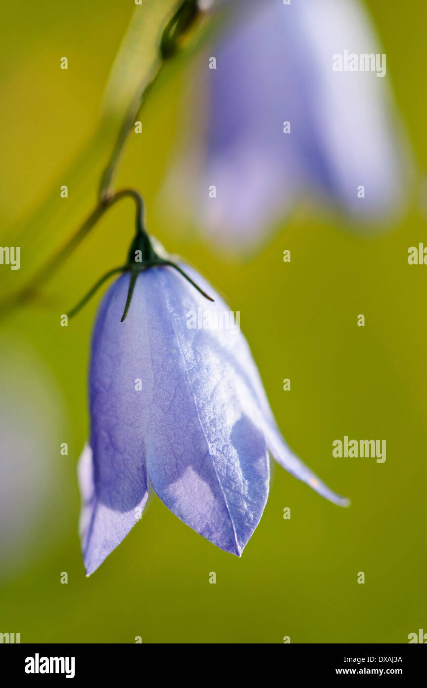 Harebell, Campanula rotundifolia, hanging blueish purple flower. Stock Photo