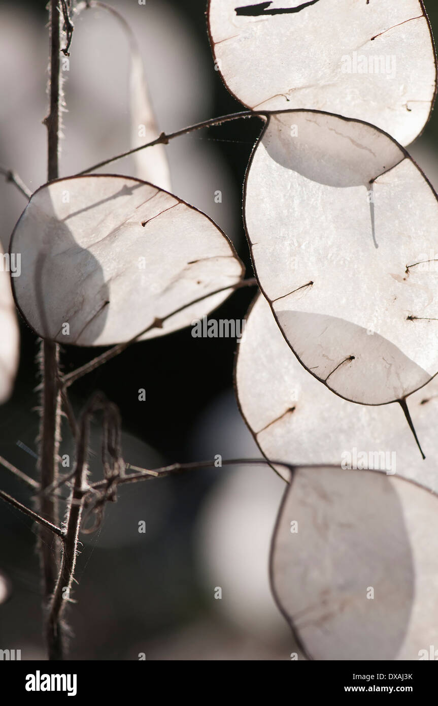 Honesty, Lunaria annua, close up of the translucent papery seedpods. Stock Photo
