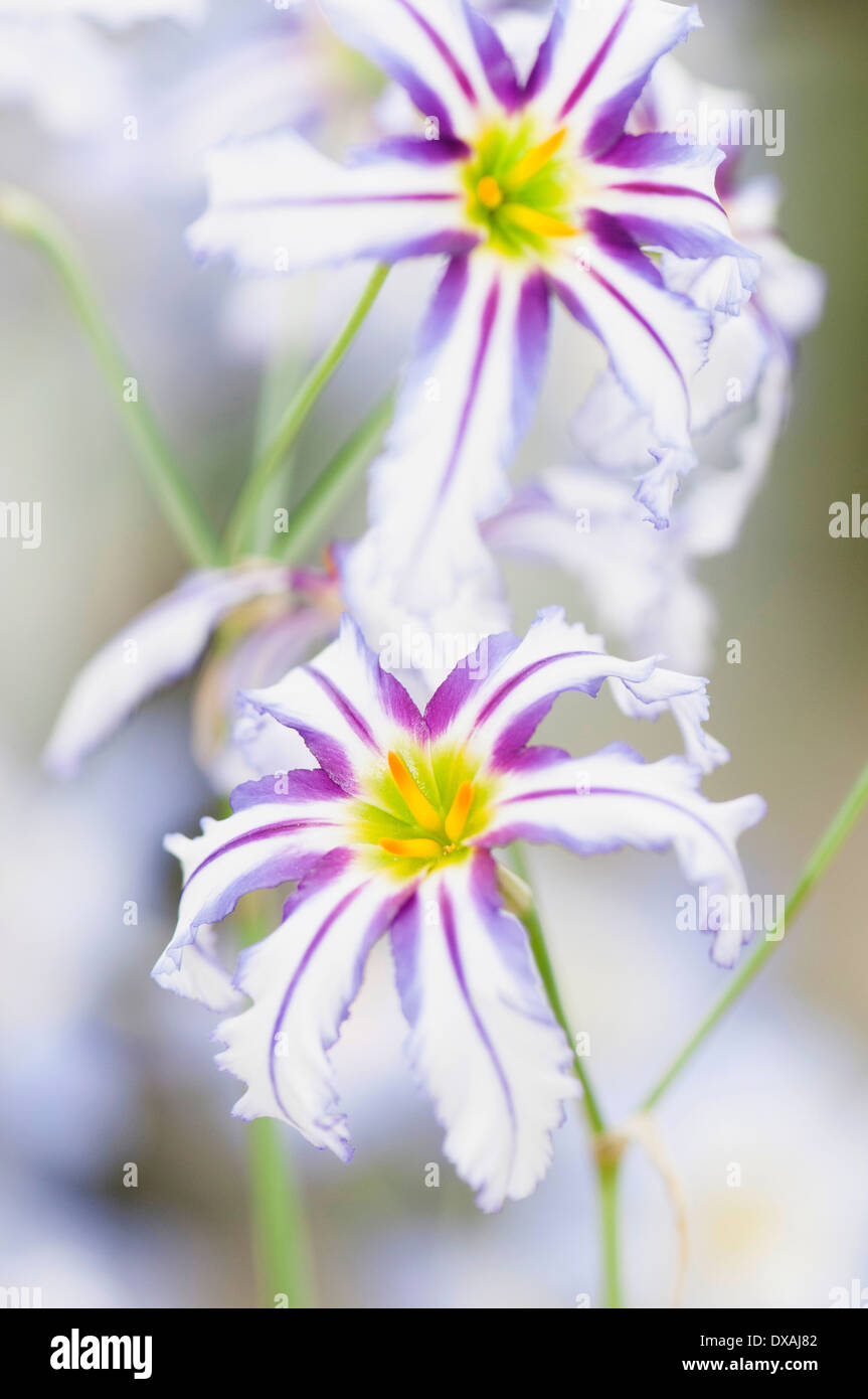 Andean glory of the sun lily, Leucocoryne vittata, colouful purples and white flowers. Stock Photo