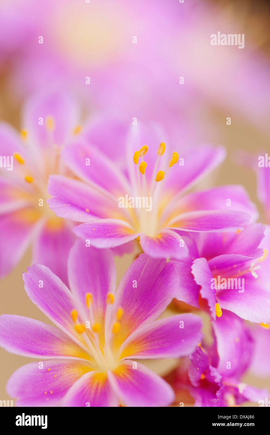 Lewisia, Siskiyou lewisia, Lewisia Cotyledon Hybrids, close up of purple flowers. Stock Photo