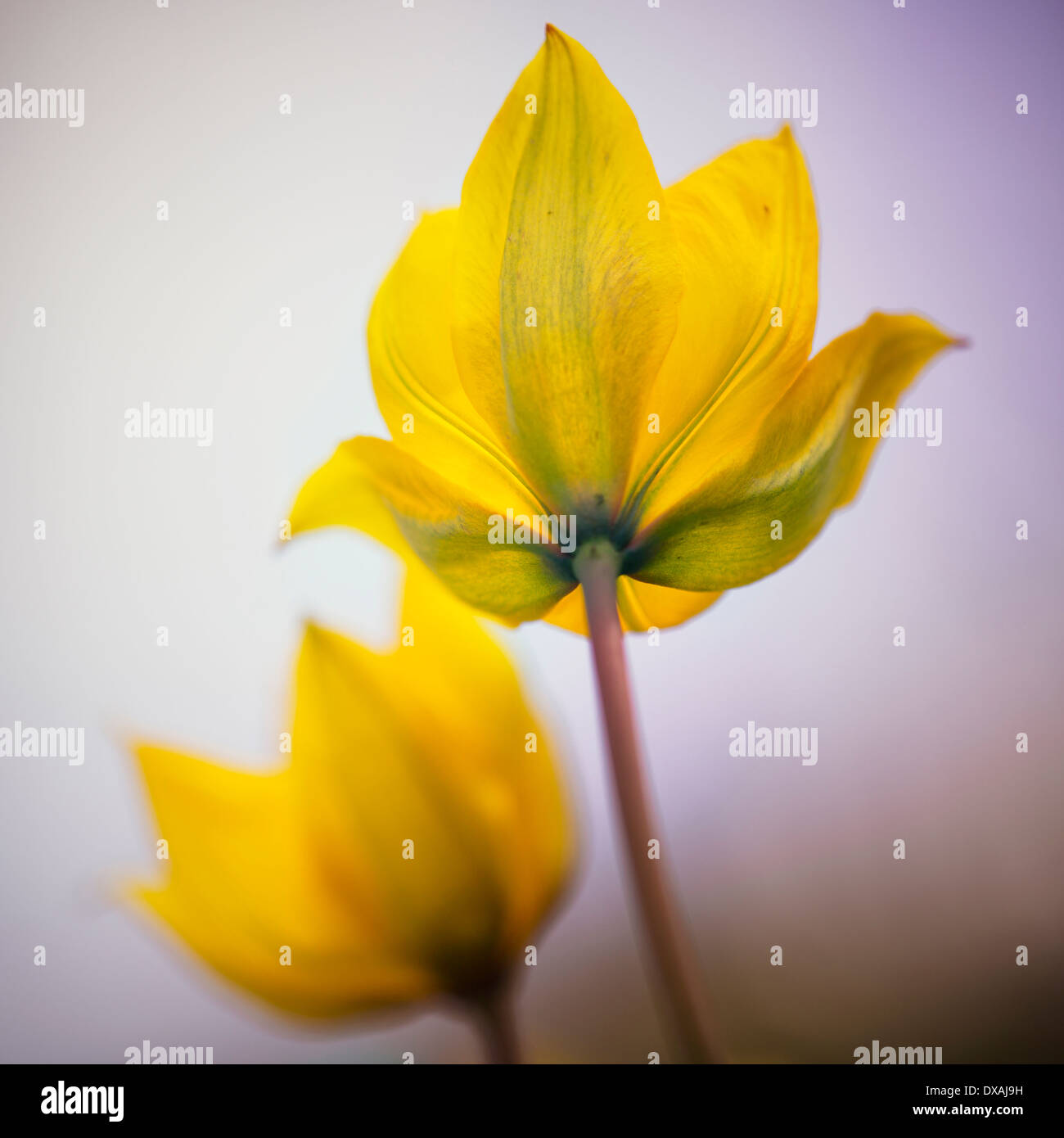 Yellow wild tulip hi-res stock photography and images - Alamy