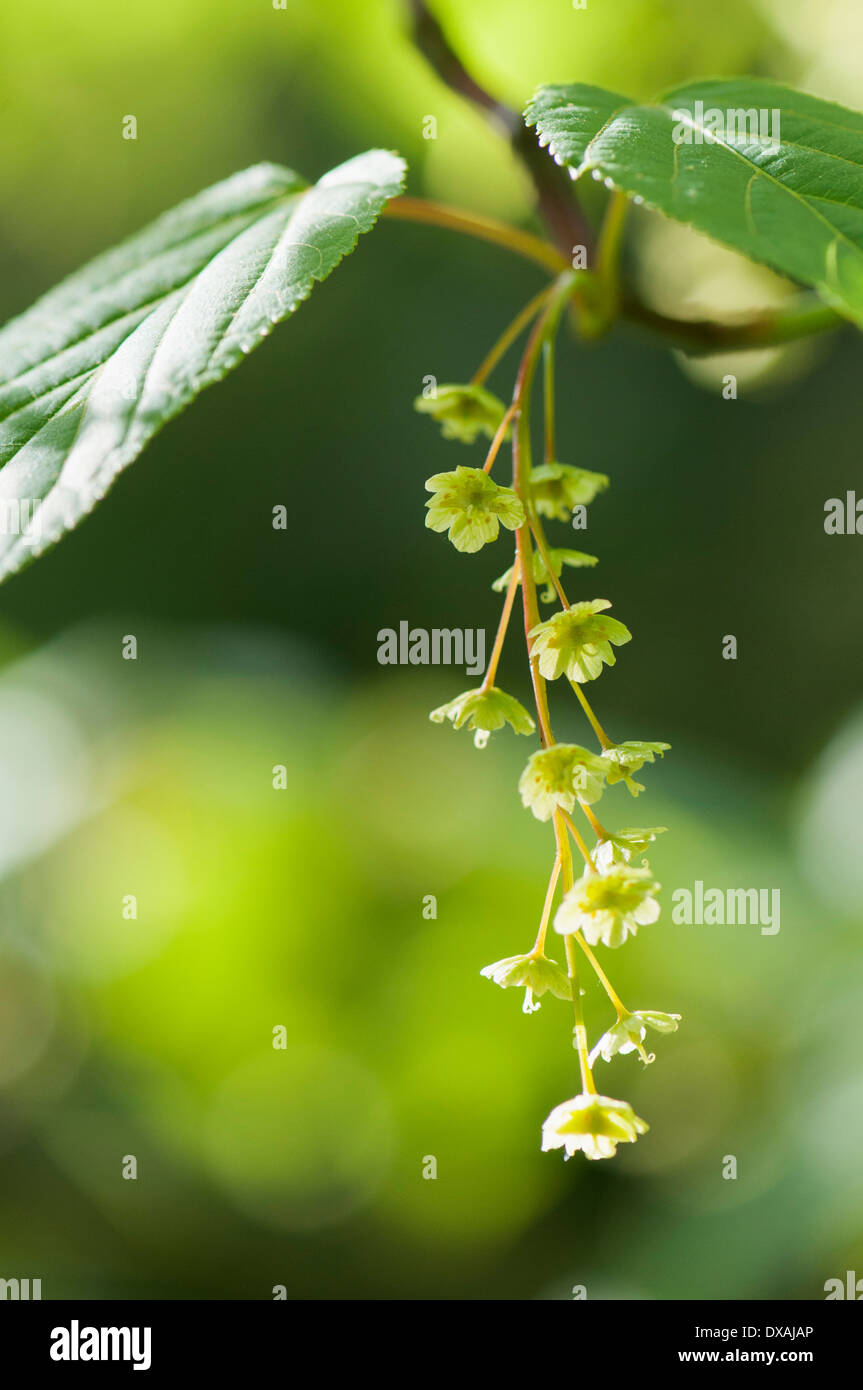 Maple, Pere David's Maple, Acer davidii, new growth. Stock Photo