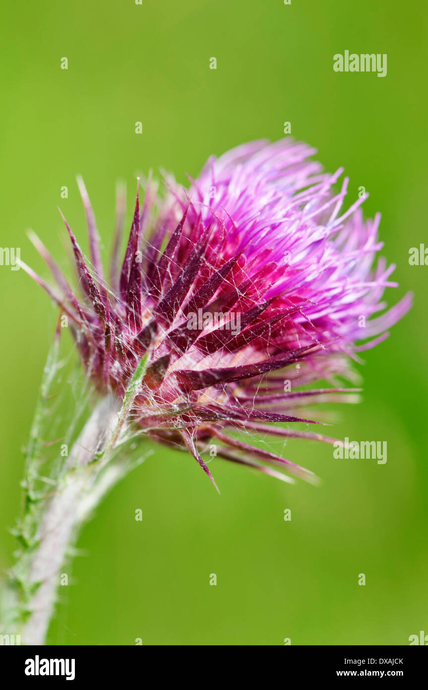 Musk thistle, Carduus nutans, purple spikey flower. Stock Photo
