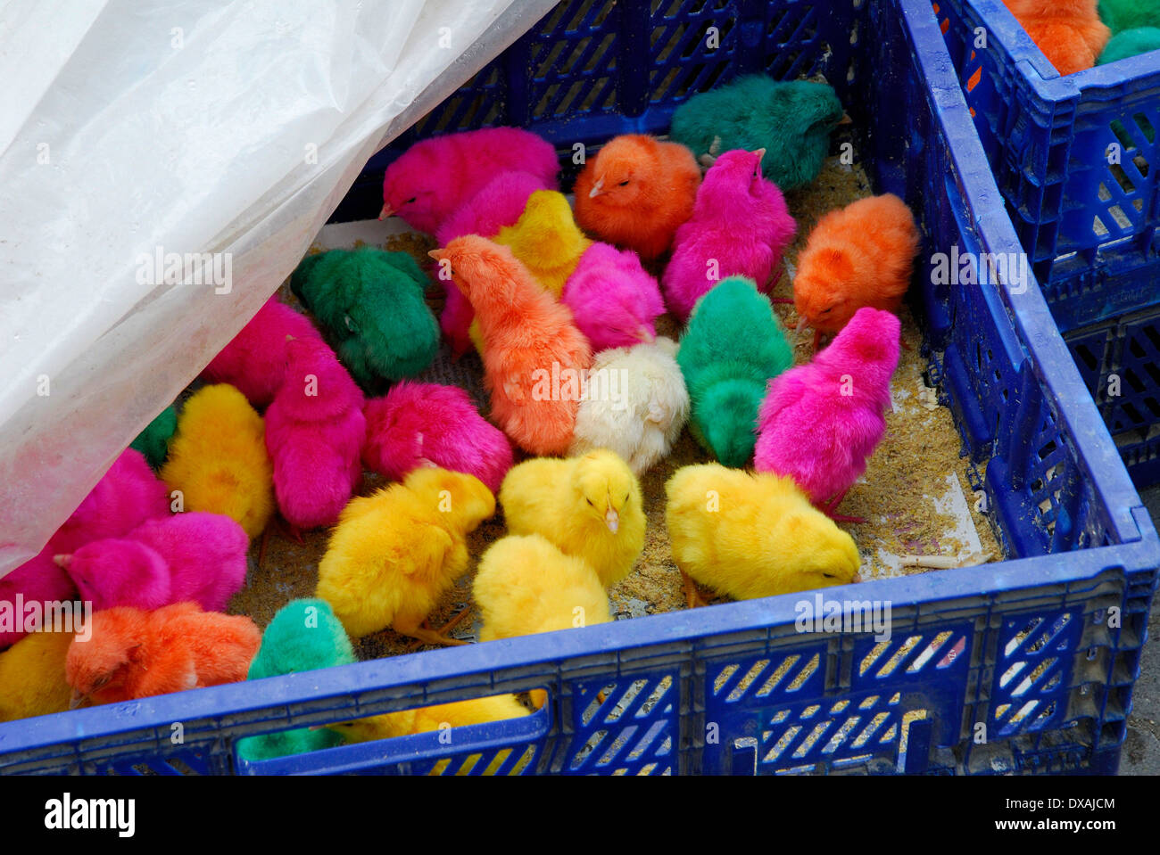 Dyed chicks Stock Photo