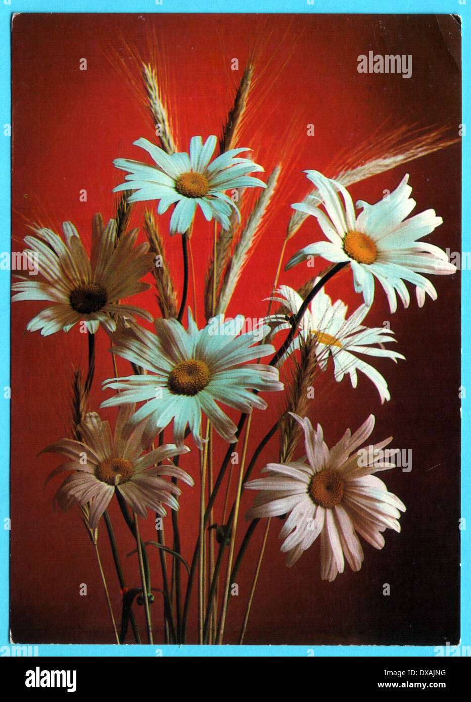 USSR - CIRCA 1981: Postcard, photographer Kostenko - daisies, circa 1981 Stock Photo