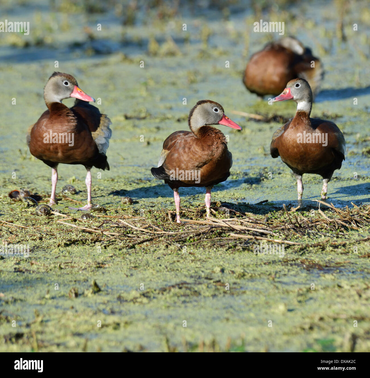 Blackbellied Whistlingducks In Florida Wetlands Stock Photo Alamy