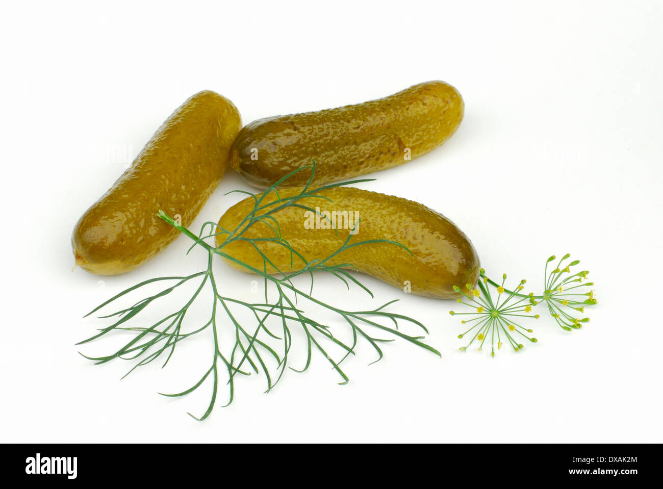 Dill and Gherkin Stock Photo