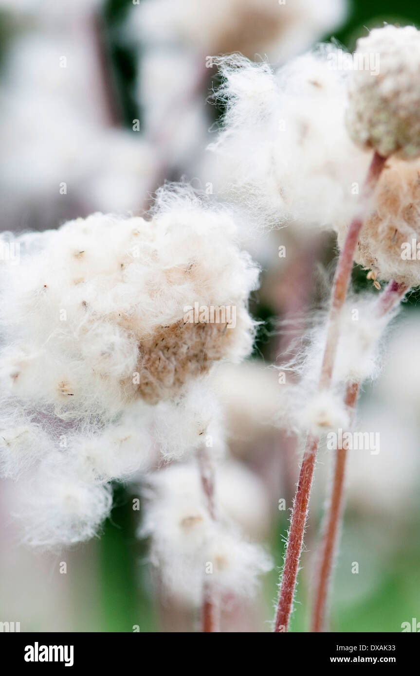 Anemone multiifida, fluffy seedheads. Stock Photo