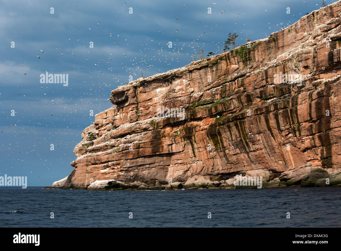 Northern Gannet colony Stock Photo