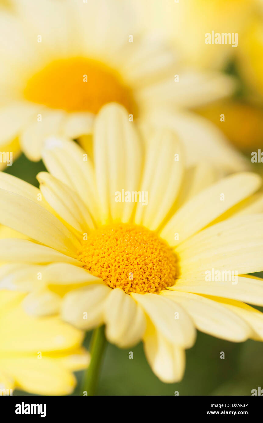 Marguerite daisy, Argyranthemum frutescens 'Cornish gold', close up