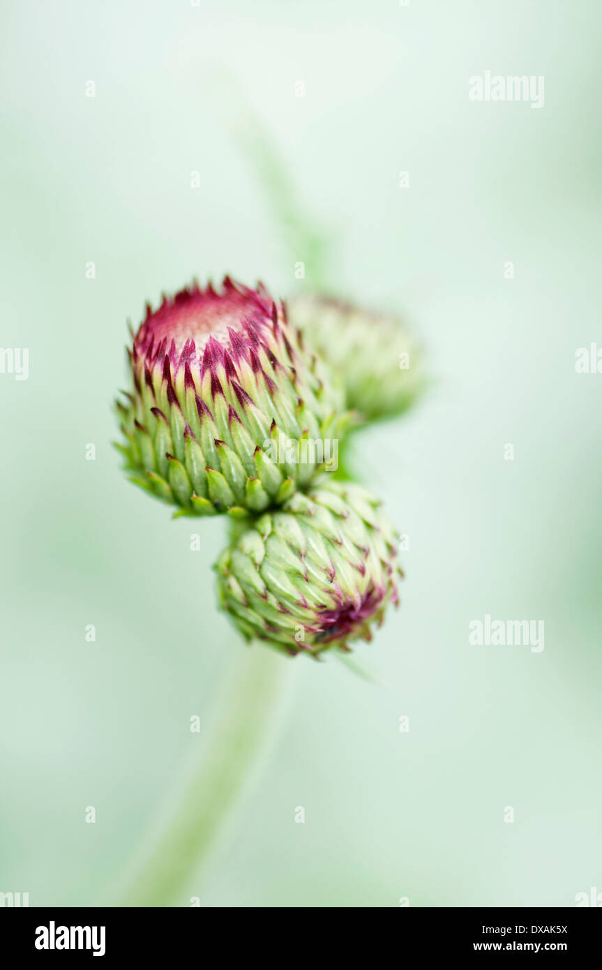 Plume Thistle Hi res Stock Photography And Images Alamy