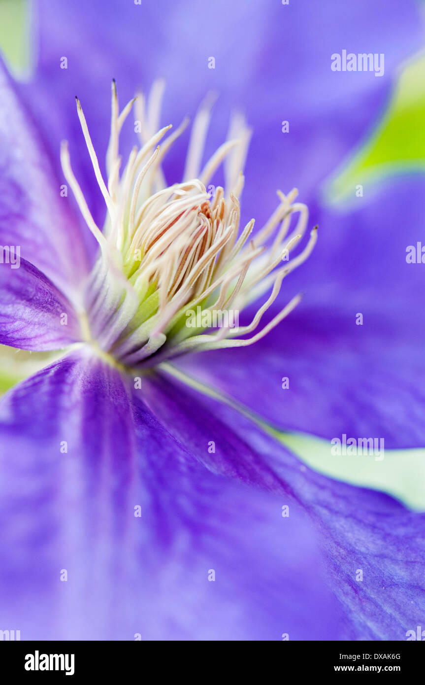 Clematis 'Ascotiensis', close up showing stamens. Stock Photo