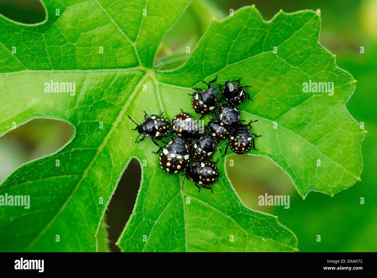 Juvenile bug hires stock photography and images Alamy