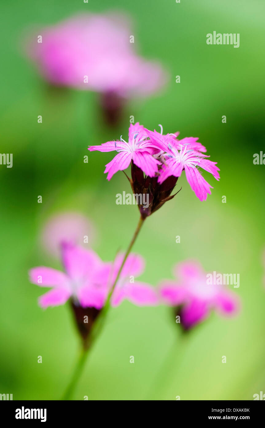 Carthusian pink, Dianthus carthusianorum, close up of flowers. Stock Photo