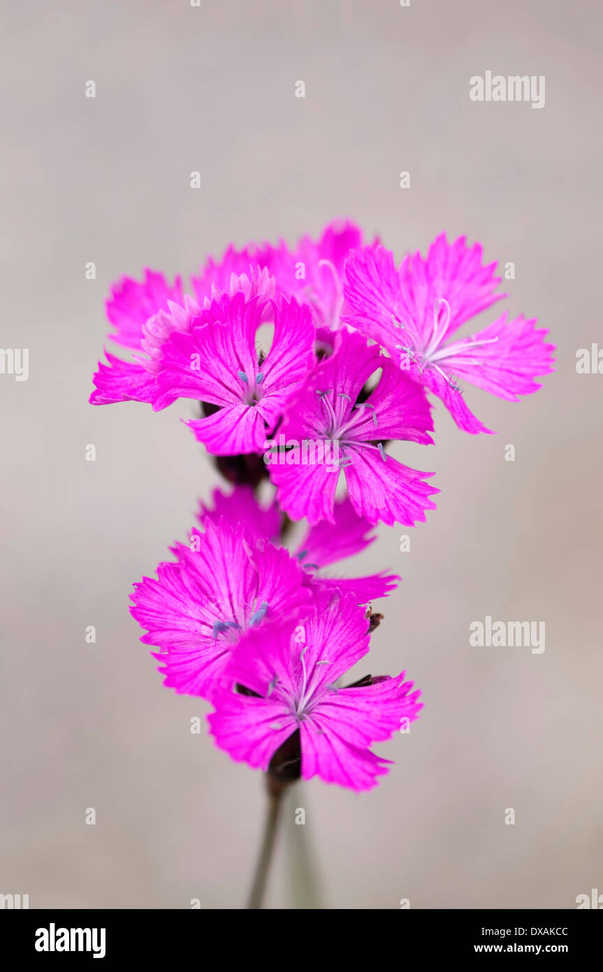 Carthusian pink, Dianthus carthusianorum close up of flowers against pale grey background. Stock Photo