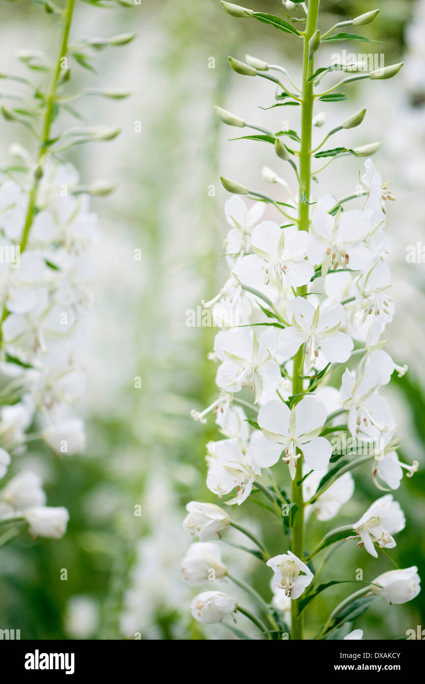 White-flowered rosebay willowherb, Chamaenerion angustifolium 'Album'. Stock Photo