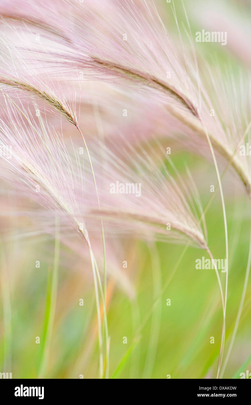 Foxtail Barley, Squirrel tail grass, Hordeum jubatum feathery flower heads. Stock Photo