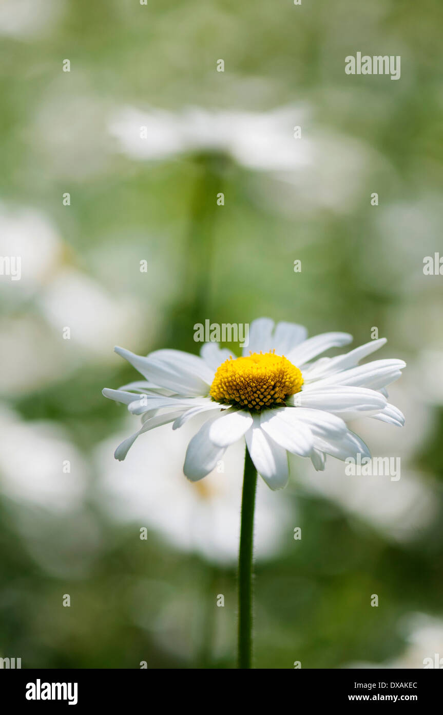 Daisy, Ox-eye daisy, Leucanthemum vulgare, single stem in focus. Stock Photo