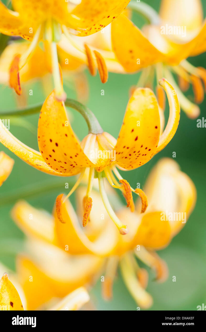 Martagon Lily, Lilium hansonii, several flowers showing reflex petals and protruding stamens. Stock Photo