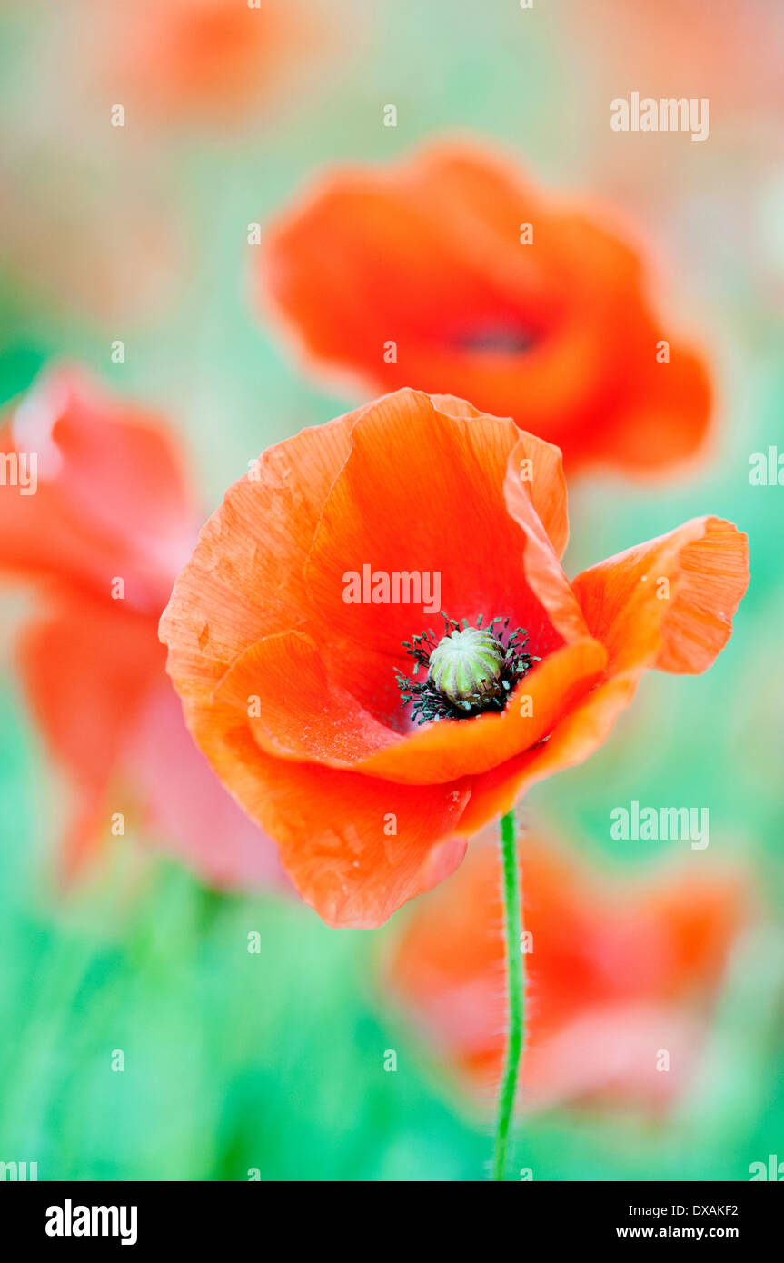 Wild poppy, Papaver rhoeas, with others out of focus behind. Stock Photo