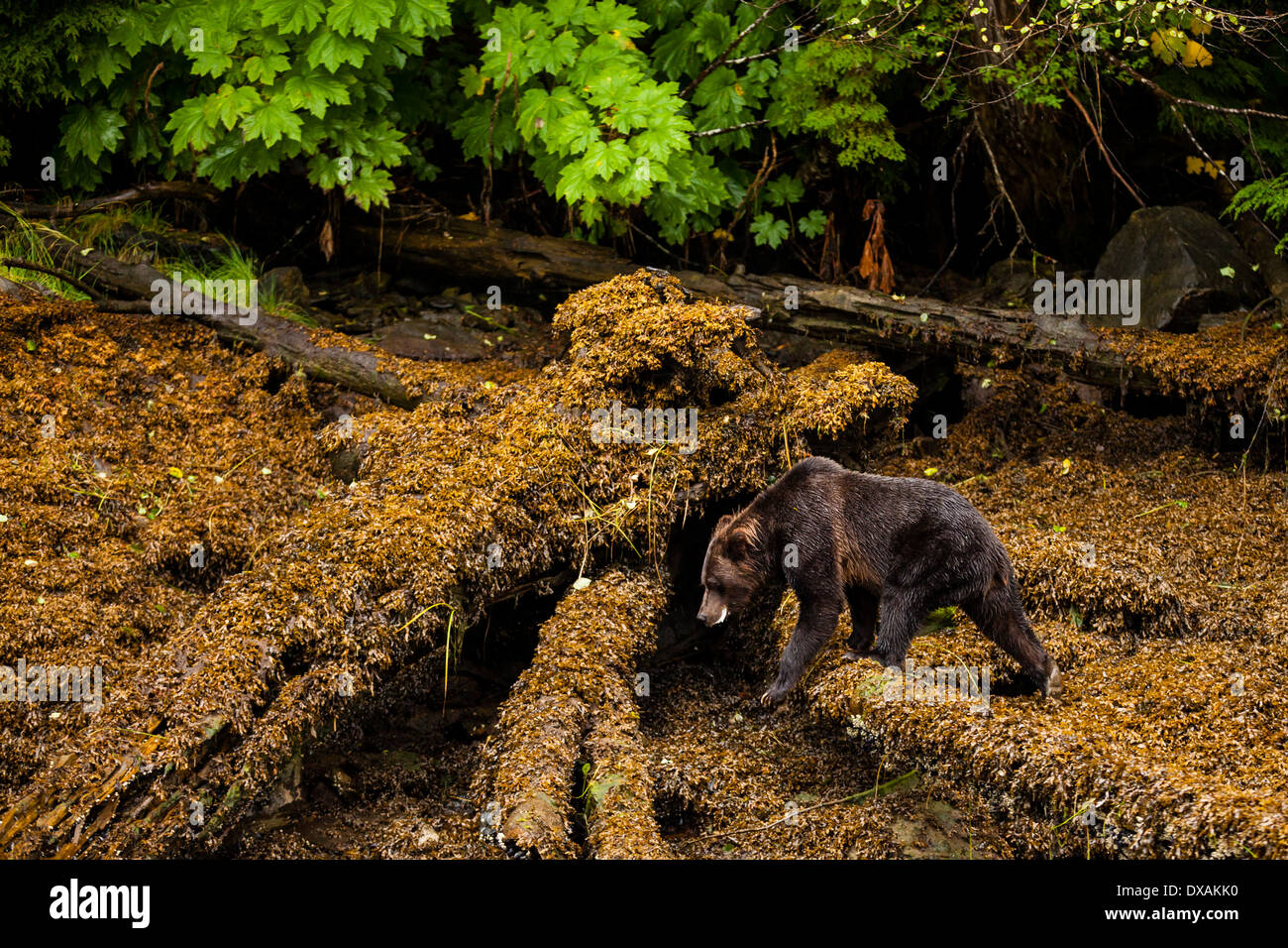 A female Grizzly Bear scrambles over the rocky terrain in British Columbia's Khutzeymateen Inlet exposed during low tide. Stock Photo