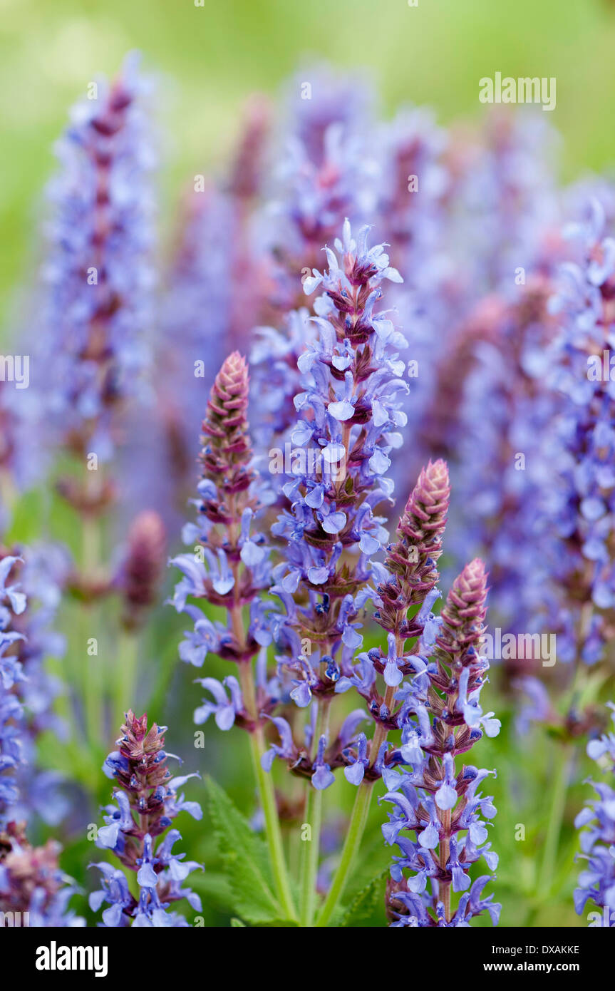 Wood sage, Salvia x sylvestris 'Blauhugel'. Stock Photo