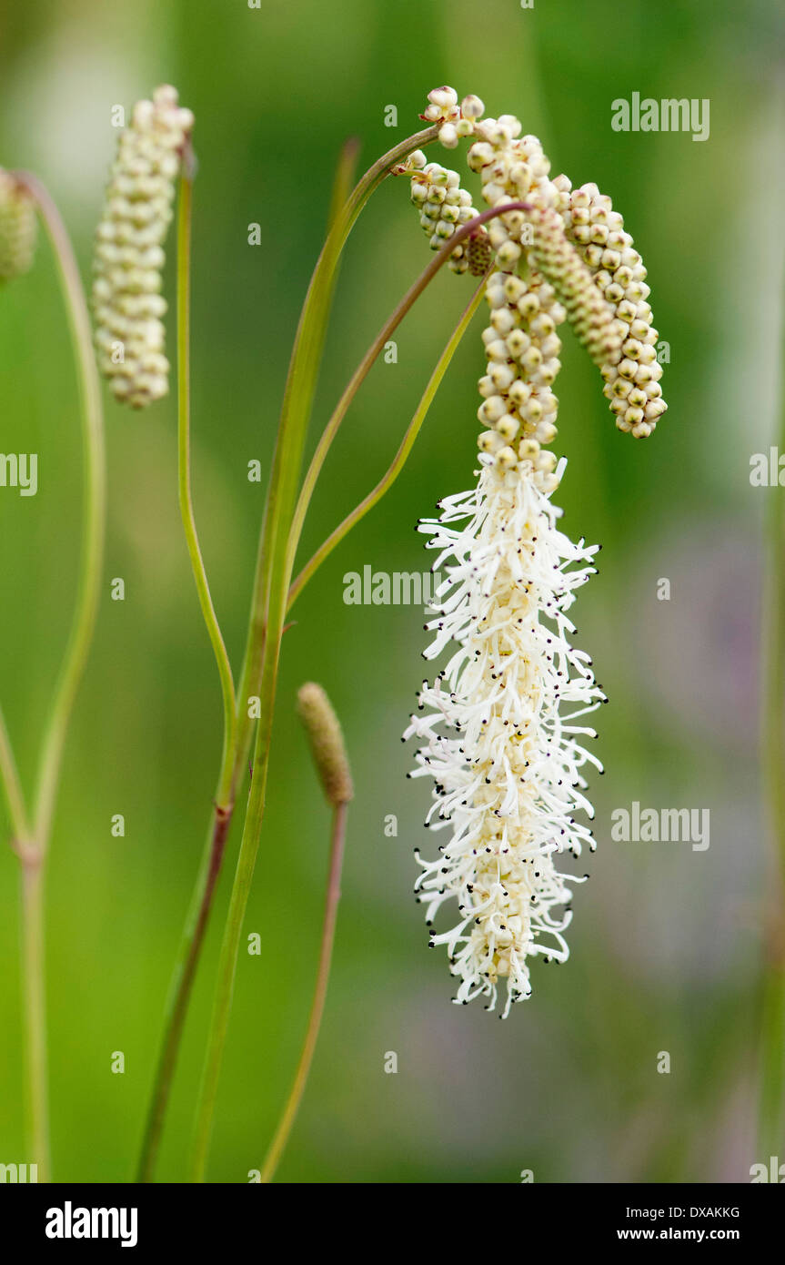Burnett, Sanguisorba 'White Tanna', which flowers from the bottom upwards. Stock Photo