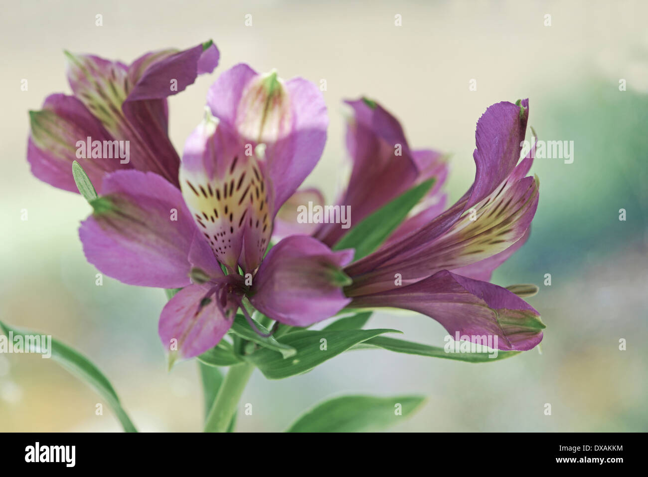 Alstroemeria 'Perfect blue', flowers against soft focus background. Stock Photo