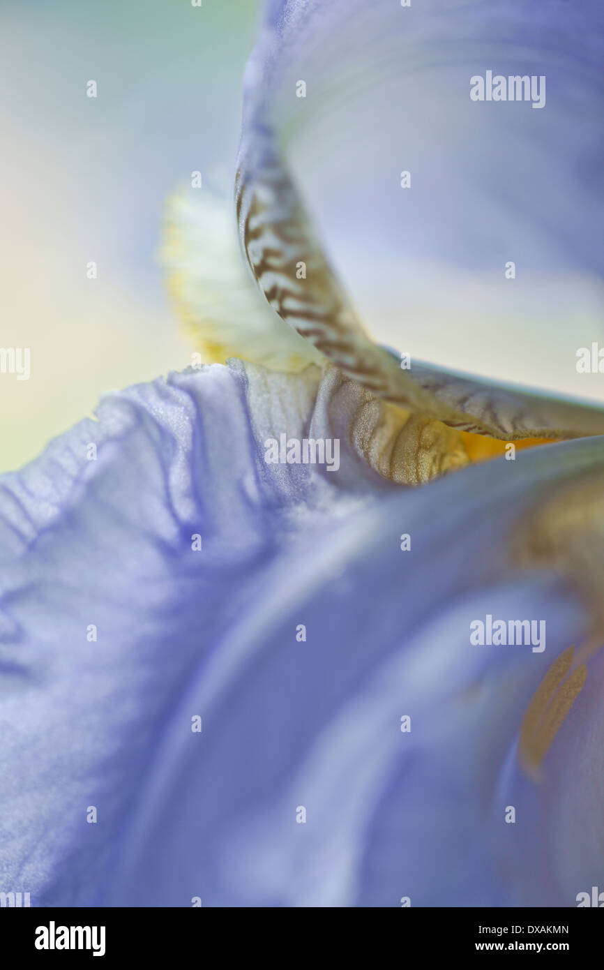 Iris, Bearded iris, detail showing yellow and black markings on a blue flower. Stock Photo