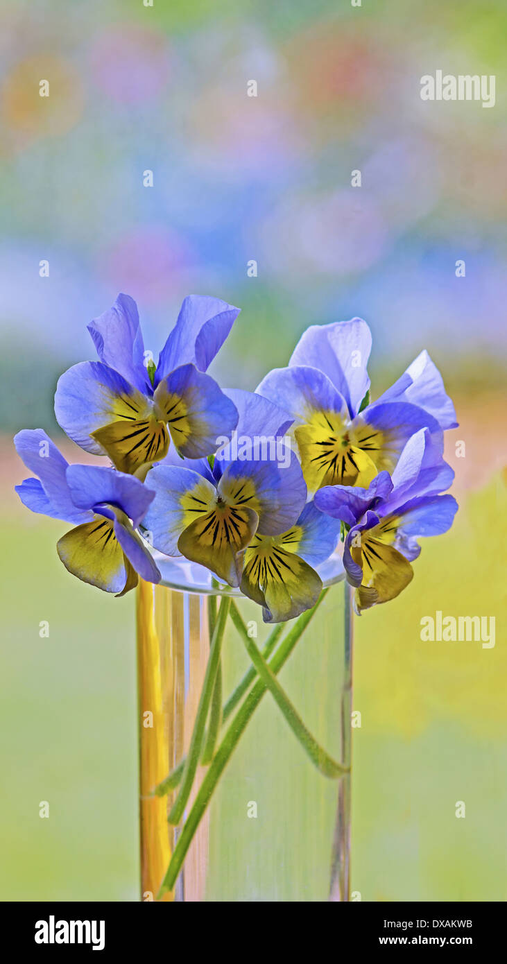Viola, blue and yellow flowers in a clear vase of water against a dappled soft focus background. Stock Photo