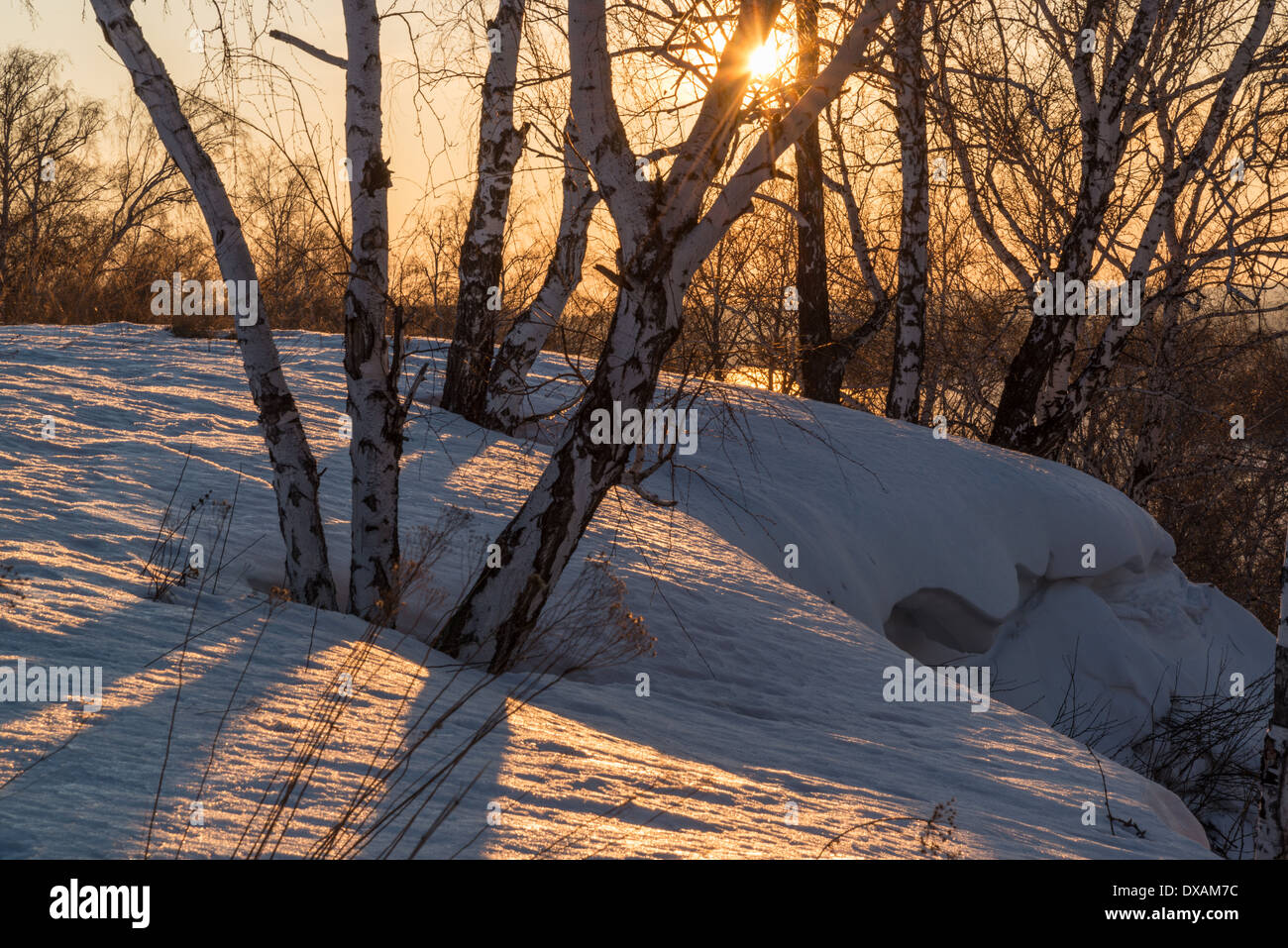 Sunset in birch tree grove Stock Photo Alamy