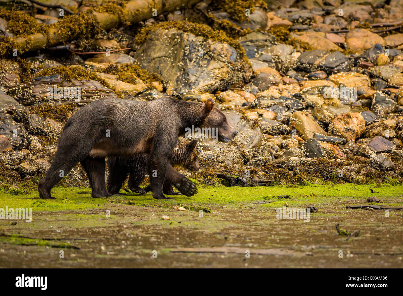 A female Grizzly Bear and her cub walk on a beach in British Columbia's Khutzeymateen Inlet exposed during low tide. Stock Photo