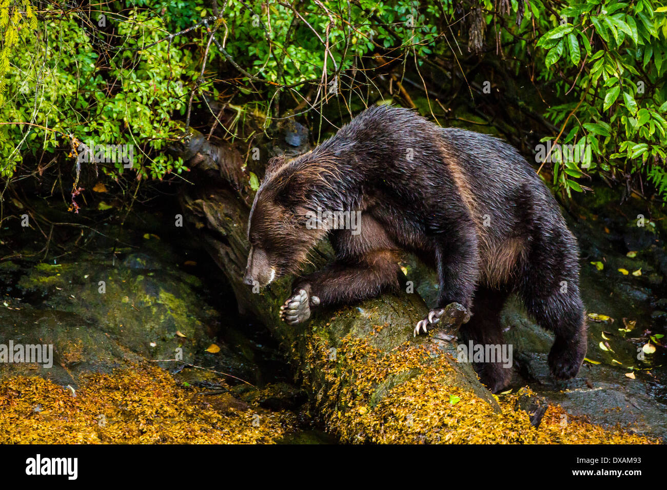A female Grizzly Bear scrambles over the rocky terrain in British Columbia's Khutzeymateen Inlet exposed during low tide. Stock Photo