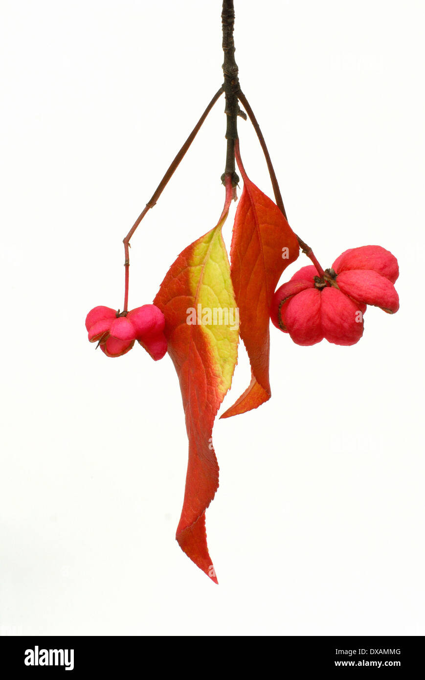 Spindle tree hires stock photography and images Alamy