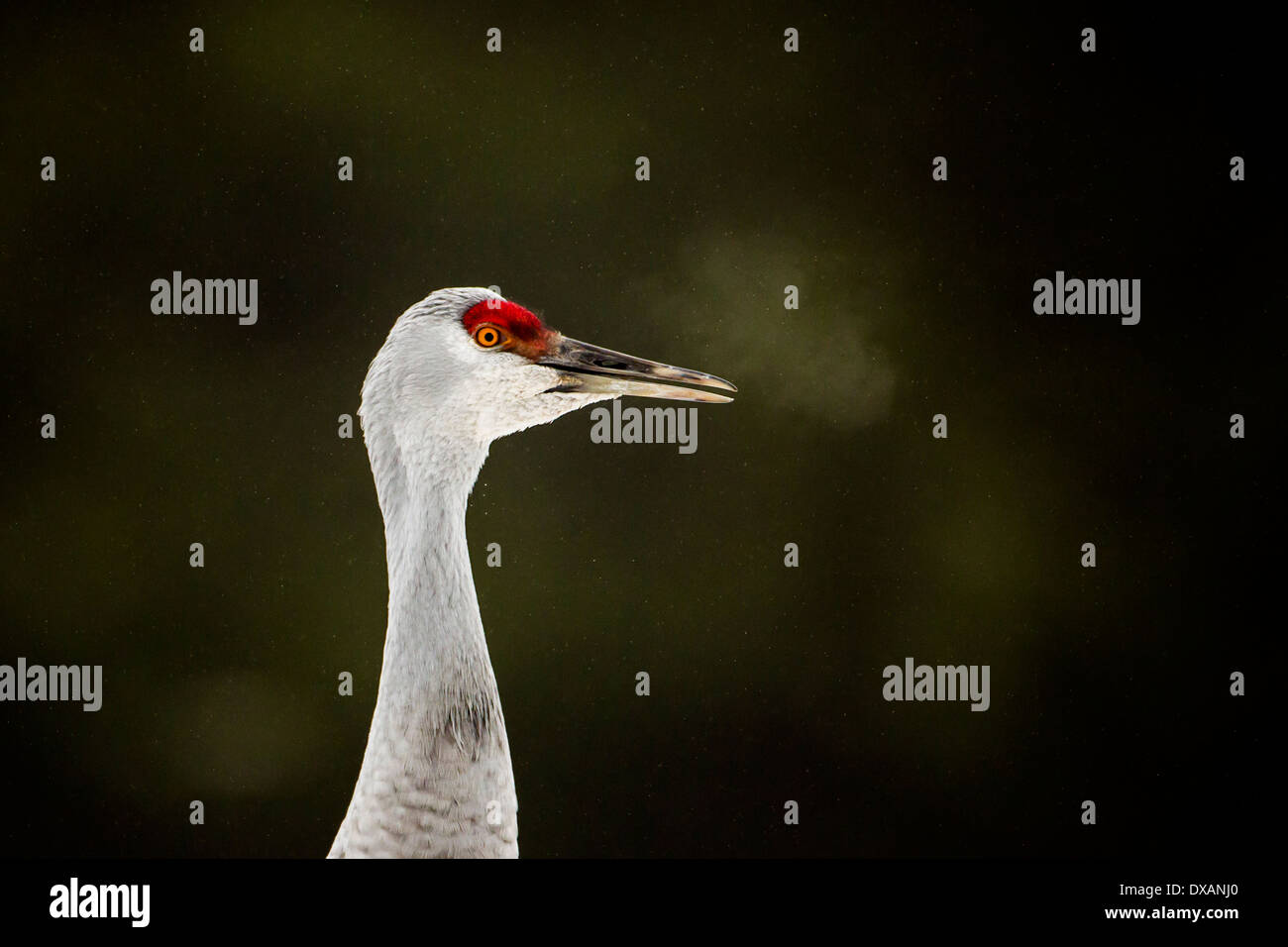 'Exhalation' of a Sandhill Crane in the Reifel Sanctuary south of Vancouver, British Columbia Stock Photo